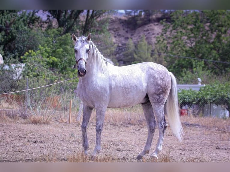 Andalou Hongre 13 Ans 164 cm Gris in Priego de córdoba