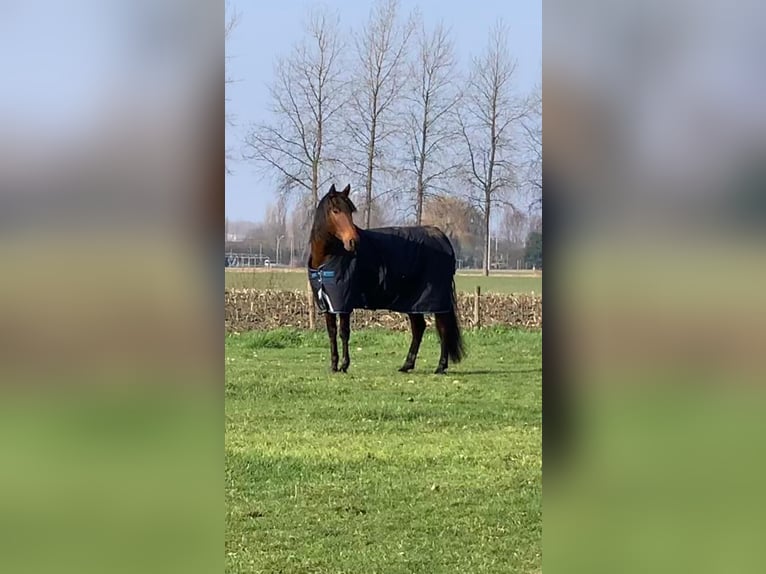 Andalou Hongre 13 Ans 165 cm Bai in Zwijndrecht