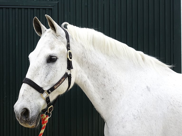 Andalou Hongre 13 Ans 166 cm Gris in Granada