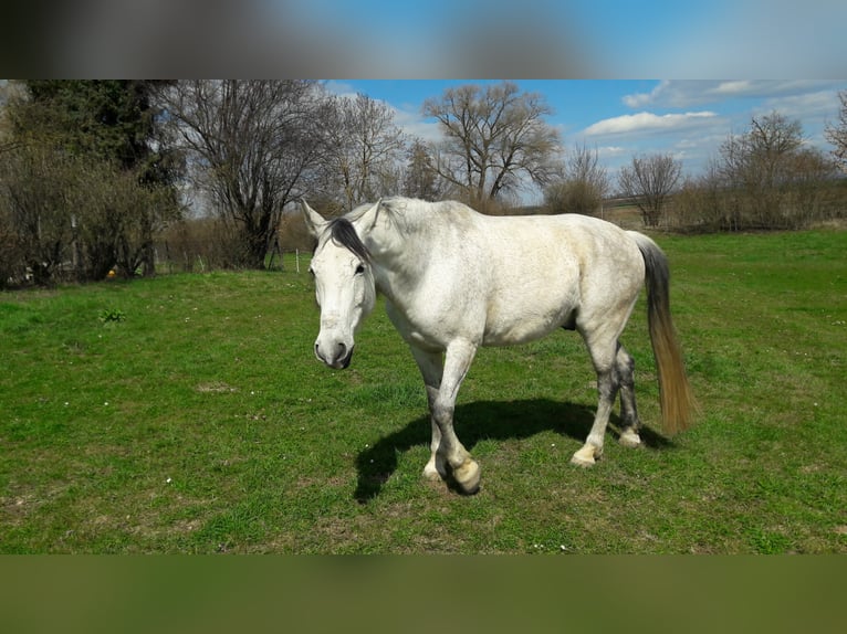Andalou Hongre 13 Ans 166 cm Gris moucheté in N&#xF6;rdlingen