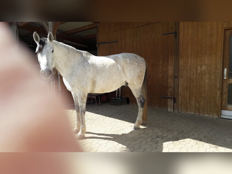 Andalou Hongre 13 Ans 166 cm Gris moucheté in N&#xF6;rdlingen