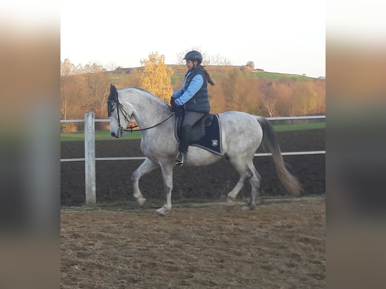 Andalou Hongre 13 Ans 166 cm Gris moucheté in N&#xF6;rdlingen
