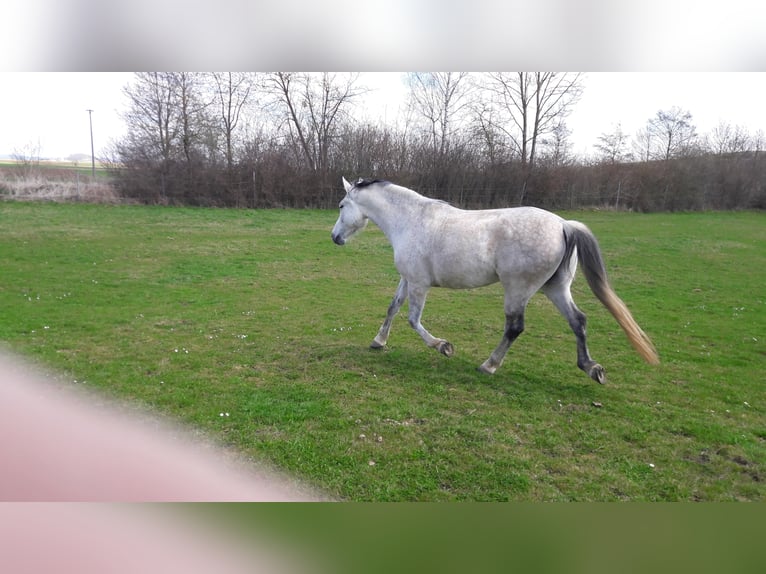 Andalou Hongre 13 Ans 166 cm Gris moucheté in N&#xF6;rdlingen