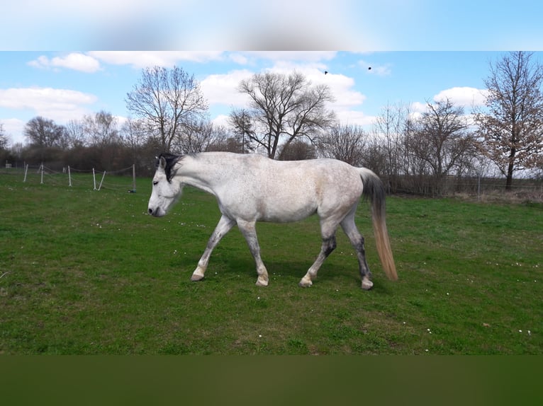 Andalou Hongre 13 Ans 166 cm Gris moucheté in N&#xF6;rdlingen