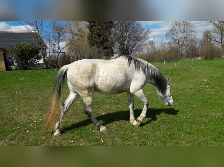 Andalou Hongre 13 Ans 166 cm Gris moucheté in N&#xF6;rdlingen