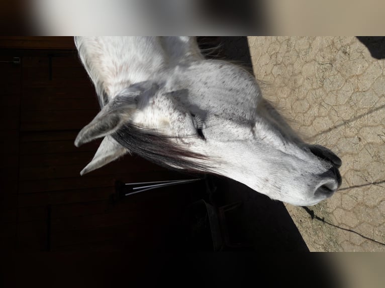 Andalou Hongre 13 Ans 166 cm Gris moucheté in N&#xF6;rdlingen