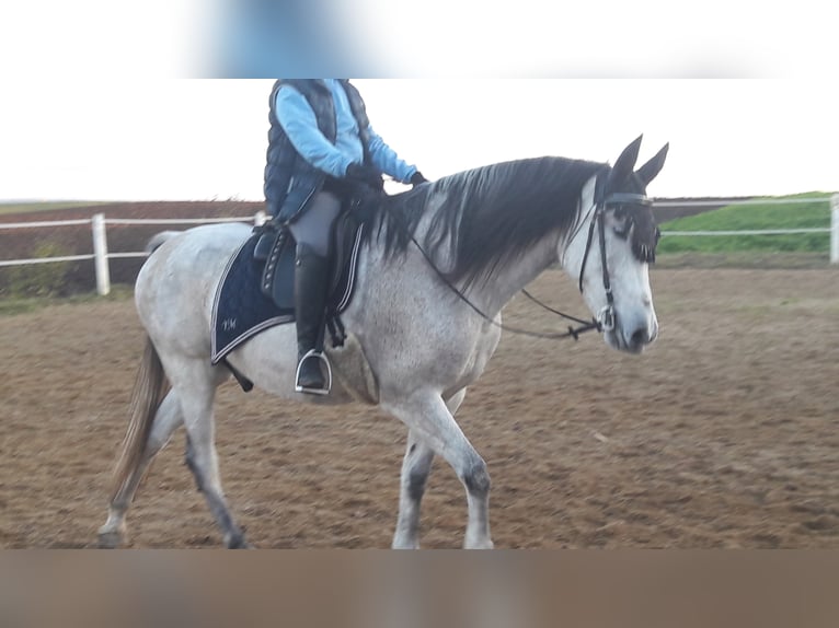 Andalou Hongre 13 Ans 166 cm Gris moucheté in N&#xF6;rdlingen