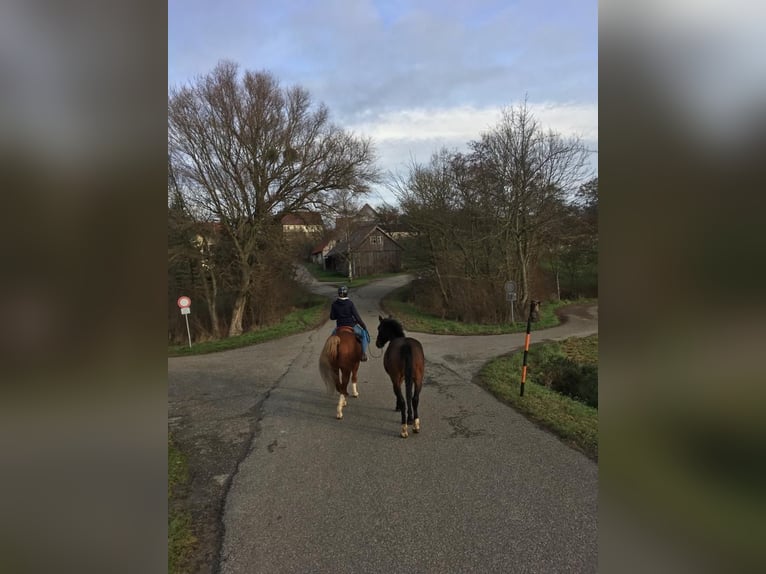 Andalou Hongre 14 Ans 158 cm Bai brun in Neuenstein