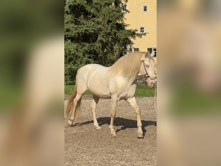 Andalou Hongre 14 Ans 158 cm Perlino in WürzburgWürzburg