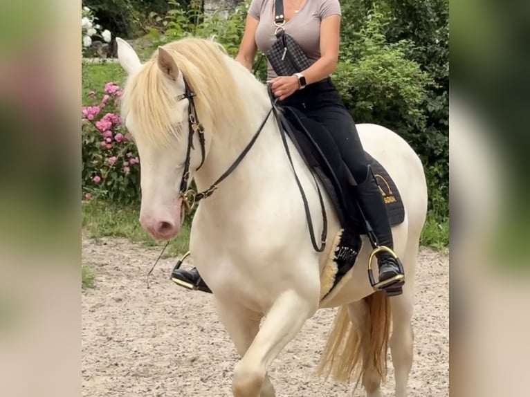 Andalou Hongre 14 Ans 158 cm Perlino in WürzburgWürzburg