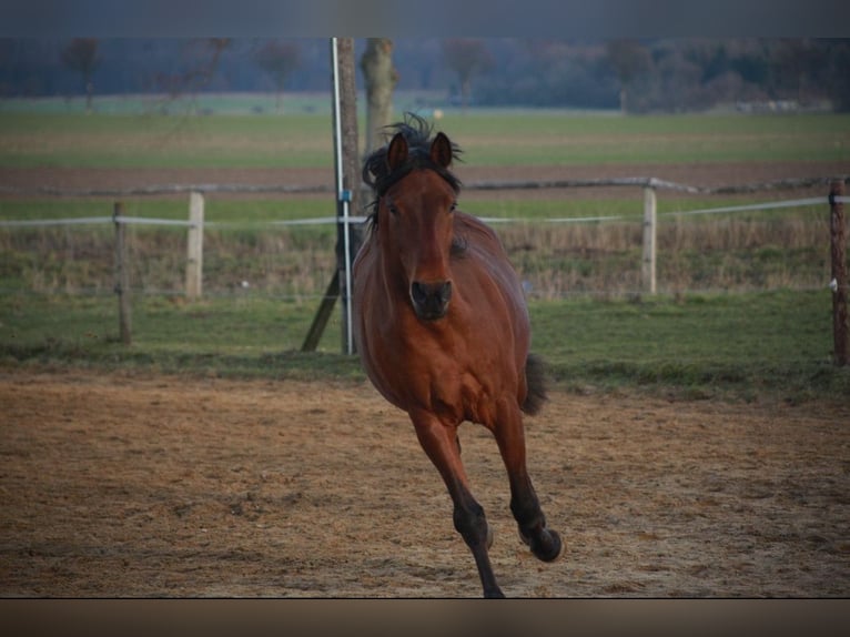 Andalou Croisé Hongre 14 Ans 163 cm Bai in Cremlingen