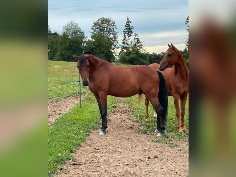 Andalou Hongre 15 Ans 150 cm Bai in Eging am See