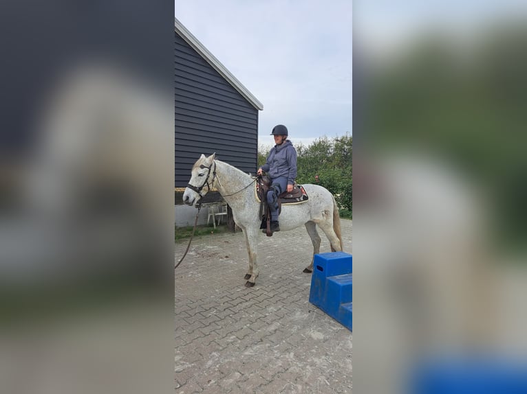 Andalou Croisé Hongre 15 Ans 155 cm Gris moucheté in Santpoort-Zuid