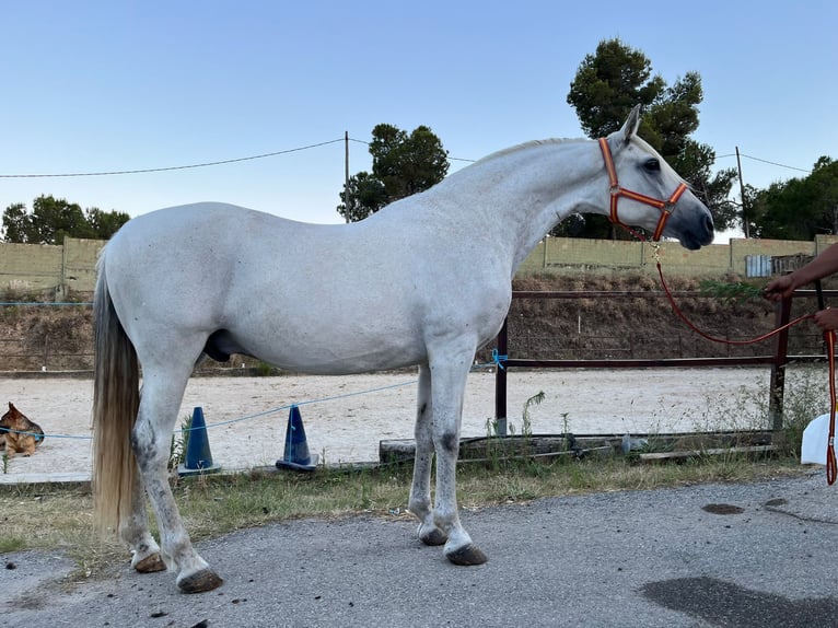 Andalou Hongre 15 Ans 156 cm Gris in Terrassa