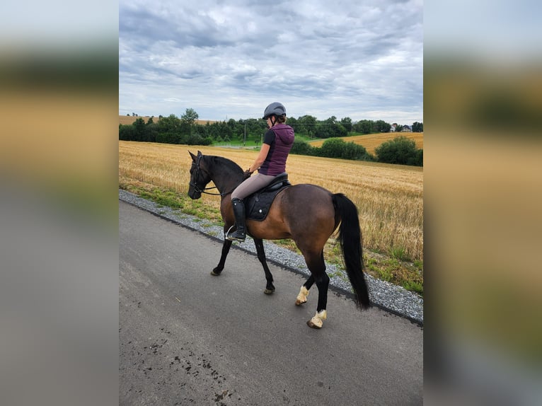 Andalou Hongre 15 Ans 158 cm Bai brun in Neuenstein