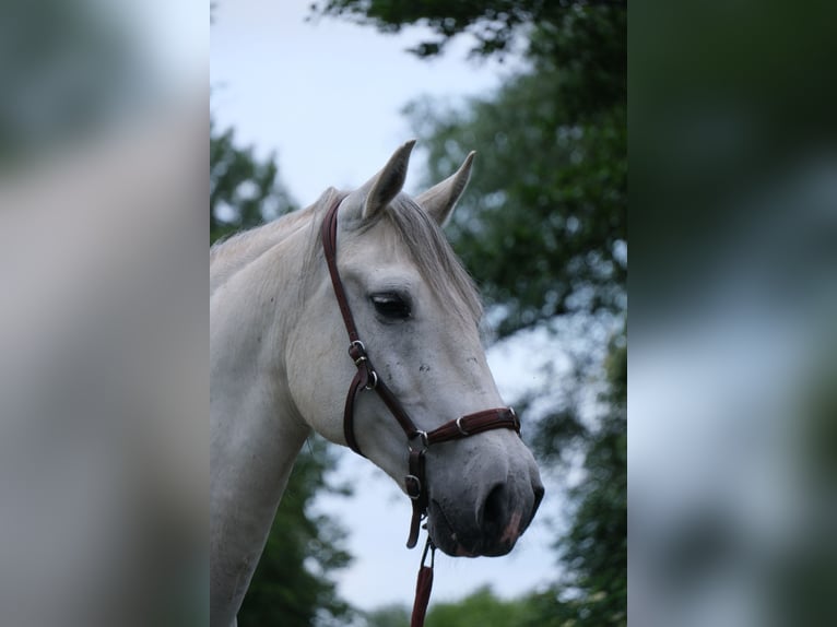 Andalou Croisé Hongre 15 Ans 158 cm Gris in Rosendahl