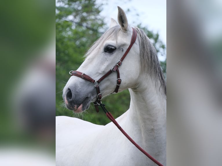 Andalou Croisé Hongre 15 Ans 158 cm Gris in Rosendahl