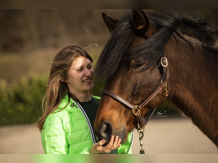 Andalou Croisé Hongre 15 Ans 160 cm Roan-Bay in Efringen-Kirchen