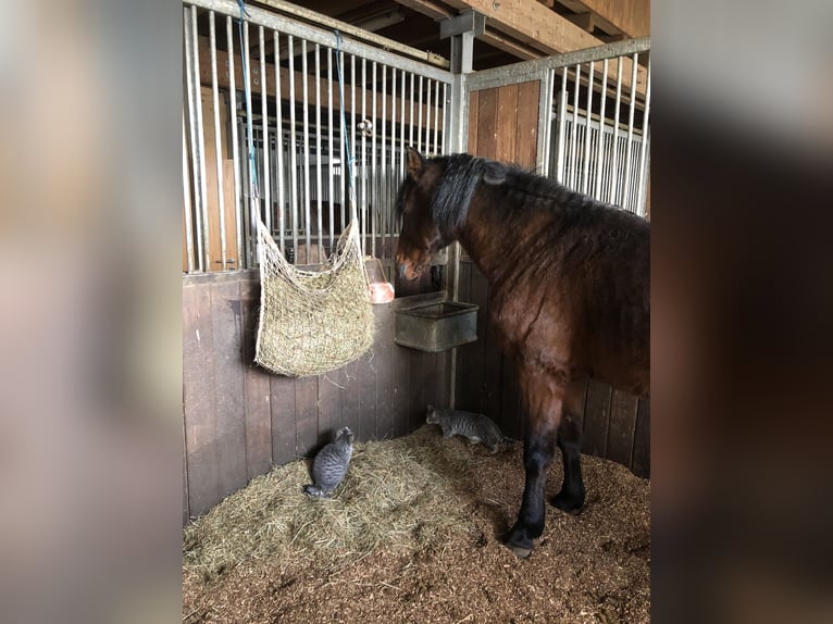 Andalou Croisé Hongre 15 Ans 160 cm Roan-Bay in Efringen-Kirchen