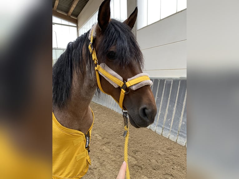 Andalou Croisé Hongre 15 Ans 160 cm Roan-Bay in Efringen-Kirchen