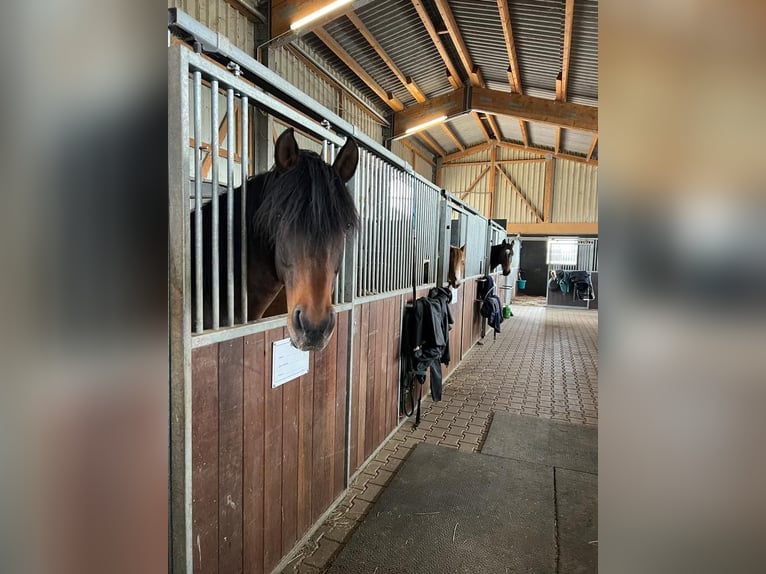 Andalou Croisé Hongre 15 Ans 160 cm Roan-Bay in Efringen-Kirchen