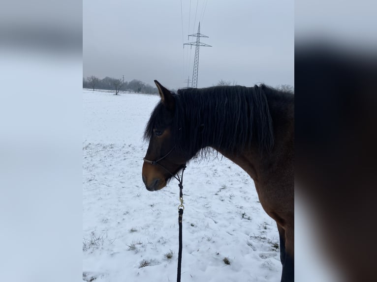 Andalou Croisé Hongre 15 Ans 160 cm Roan-Bay in Efringen-Kirchen