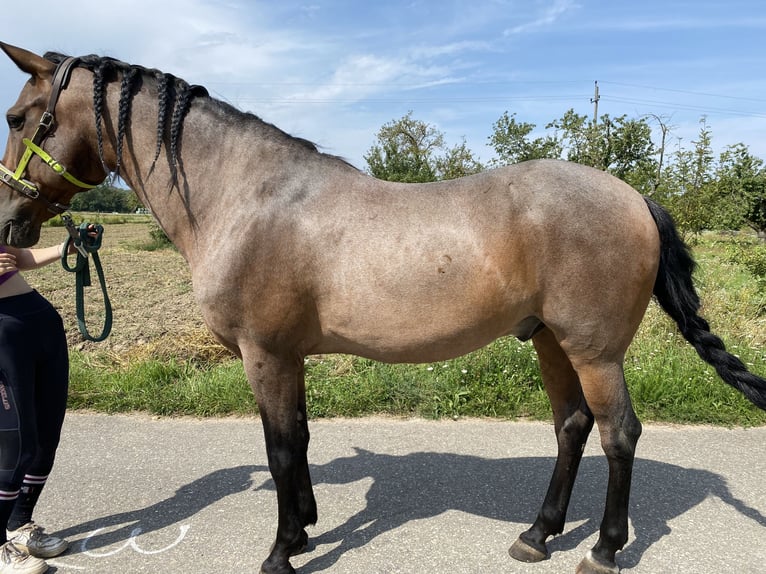 Andalou Croisé Hongre 15 Ans 160 cm Roan-Bay in Efringen-Kirchen