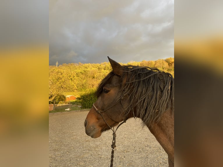 Andalou Croisé Hongre 15 Ans 160 cm Roan-Bay in Efringen-Kirchen