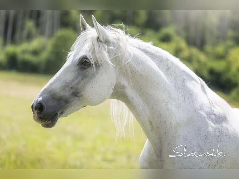 Andalou Hongre 15 Ans 161 cm Gris in Diez