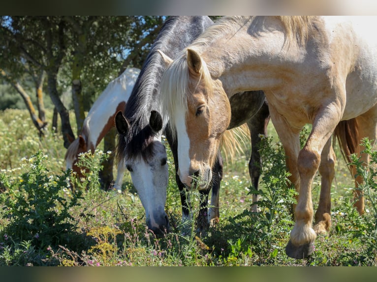 Andalou Hongre 15 Ans 161 cm Palomino in San Ambrosio