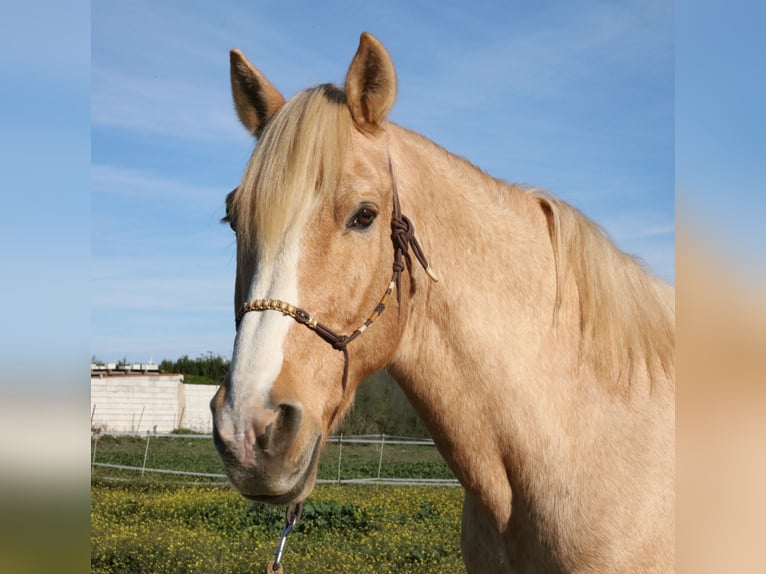 Andalou Hongre 15 Ans 161 cm Palomino in San Ambrosio