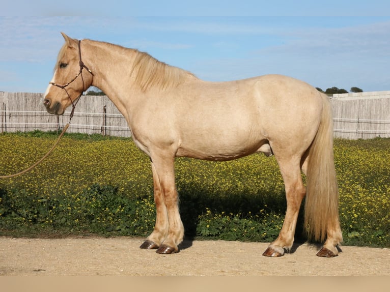 Andalou Hongre 15 Ans 161 cm Palomino in San Ambrosio