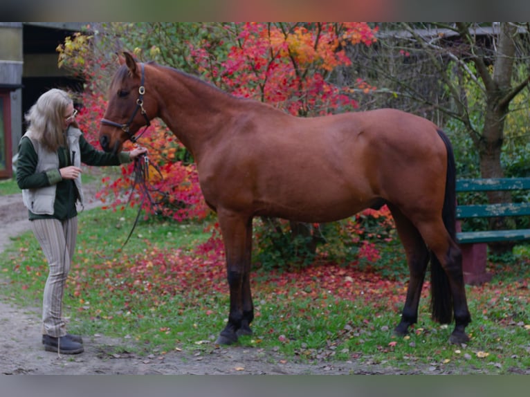 Andalou Croisé Hongre 15 Ans 164 cm Bai in TostedtTostedt