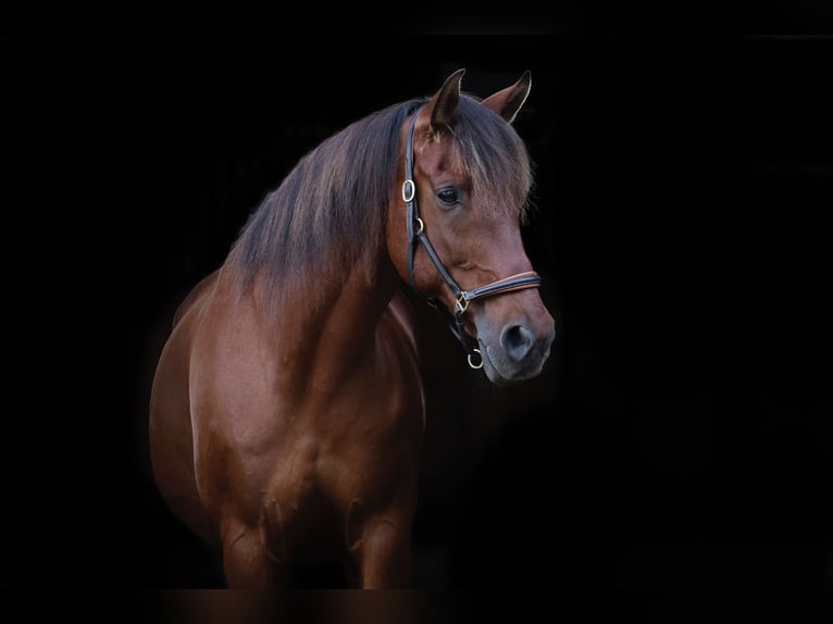 Andalou Croisé Hongre 15 Ans 164 cm Bai in TostedtTostedt