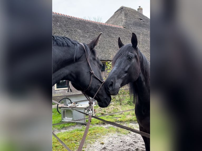 Andalou Hongre 15 Ans 165 cm Bai brun foncé in Heiloo