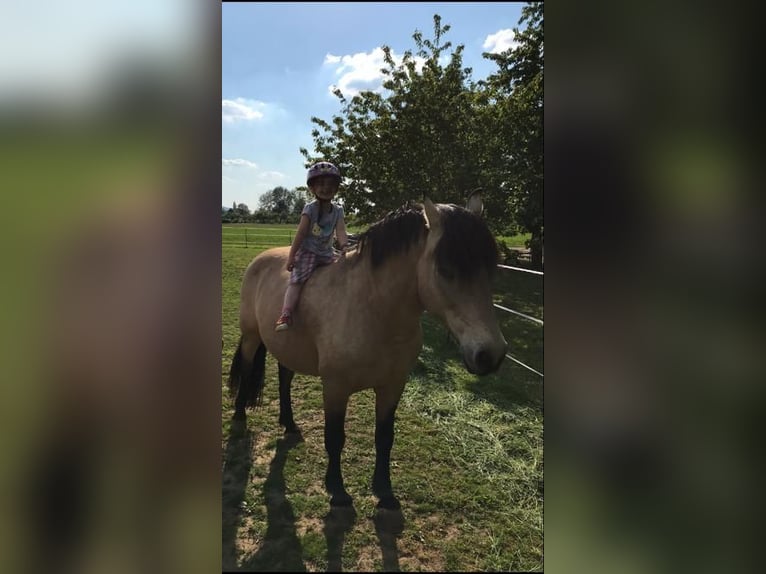 Andalou Hongre 16 Ans 156 cm Buckskin in Stuttgart