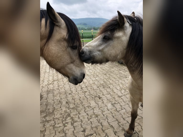 Andalou Hongre 16 Ans 156 cm Buckskin in Stuttgart