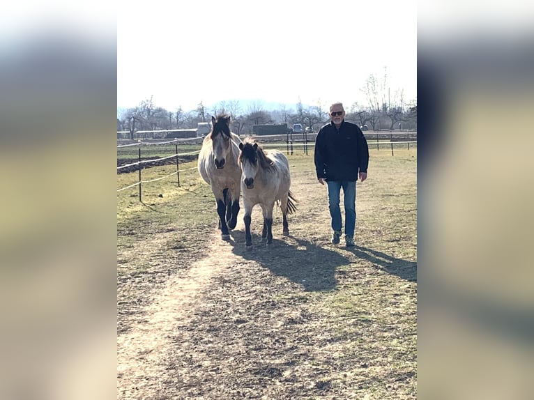 Andalou Hongre 16 Ans 156 cm Buckskin in Stuttgart