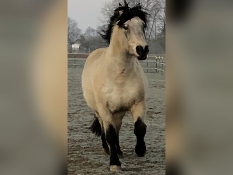 Andalou Hongre 16 Ans 156 cm Buckskin in Stuttgart