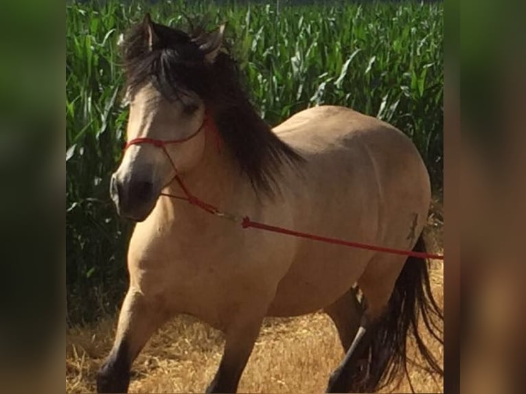 Andalou Hongre 16 Ans 156 cm Buckskin in Stuttgart