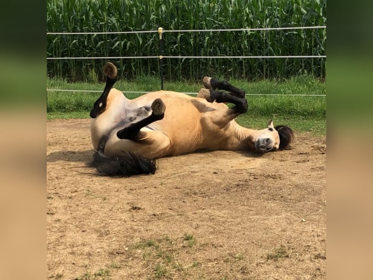 Andalou Hongre 16 Ans 156 cm Buckskin in Stuttgart