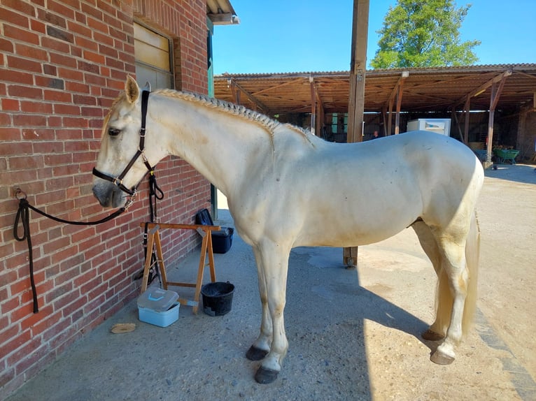 Andalou Hongre 16 Ans 159 cm Gris in Nettetal