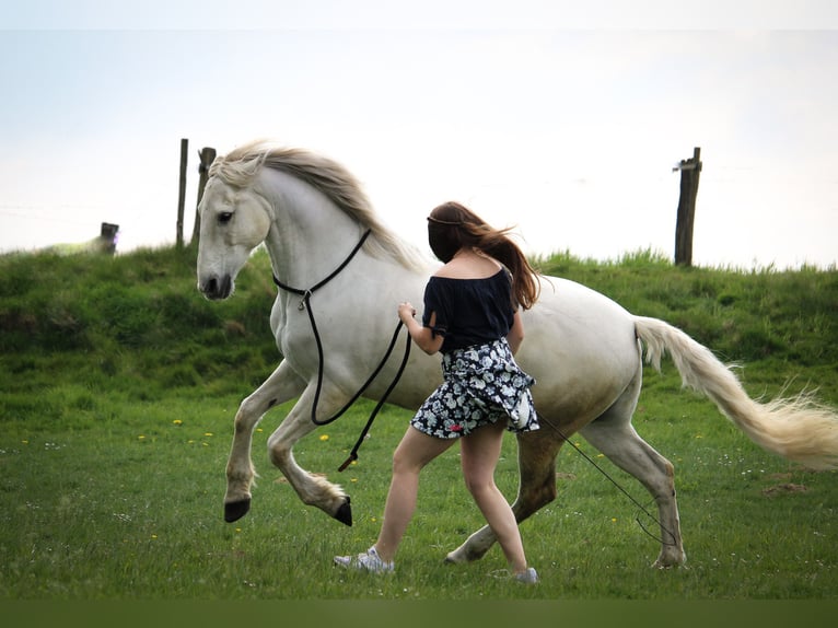 Andalou Hongre 16 Ans 159 cm Gris in Nettetal