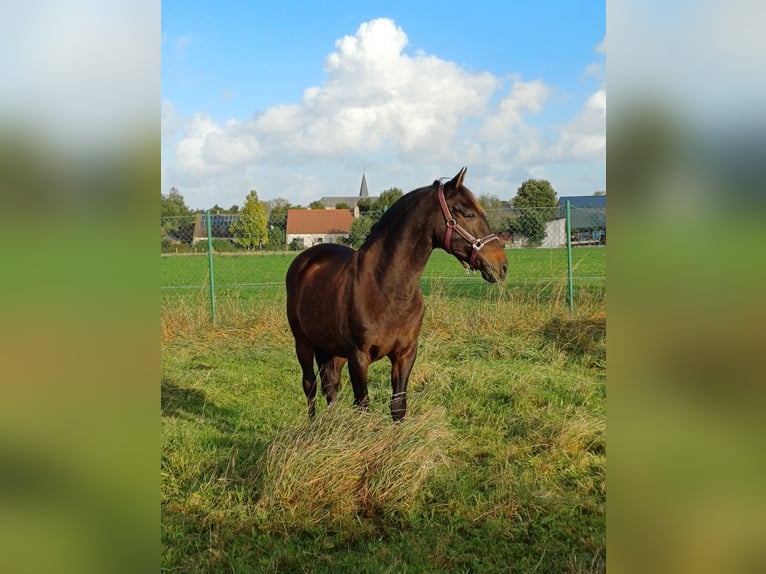 Andalou Hongre 16 Ans 160 cm Bai brun in Jabbeke