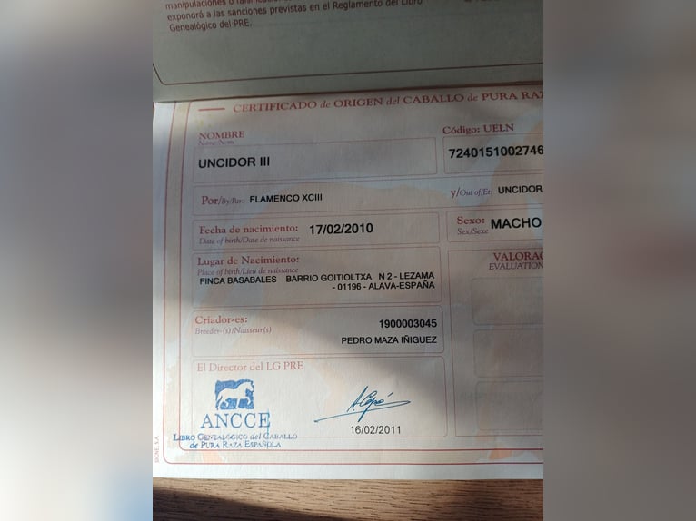 Andalou Hongre 16 Ans 160 cm Bai brun in Jabbeke