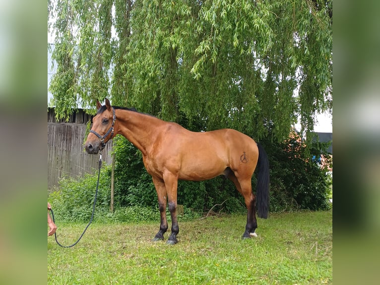 Andalou Hongre 16 Ans 165 cm Bai in Bad Lauterberg im Harz
