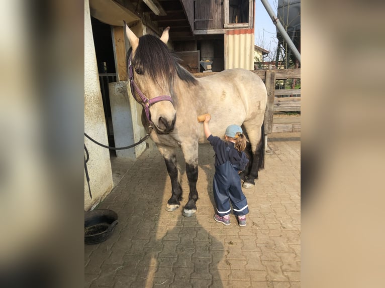 Andalou Hongre 17 Ans 156 cm Buckskin in Stuttgart