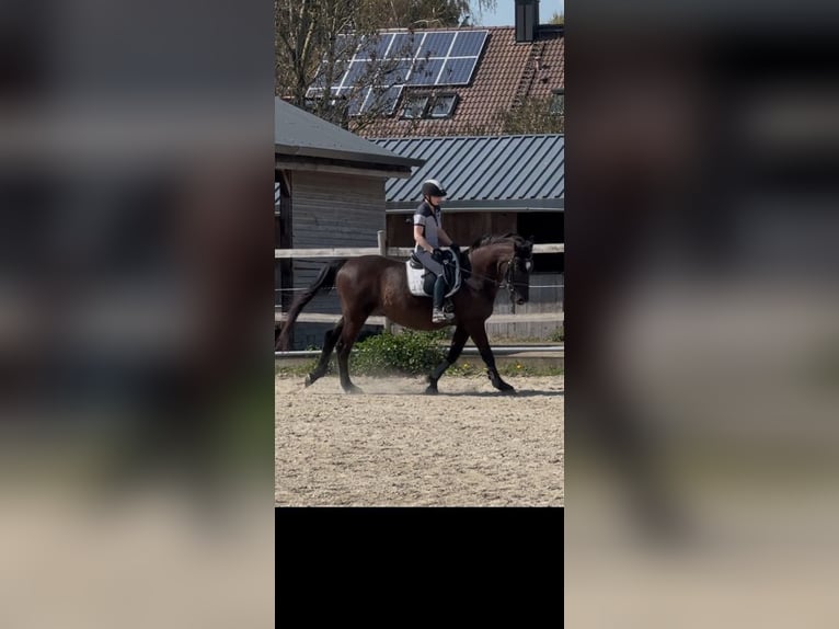 Andalou Hongre 17 Ans 164 cm Noir in München