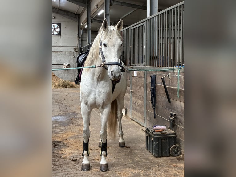 Andalou Croisé Hongre 17 Ans 165 cm Gris in Bucureşti 9