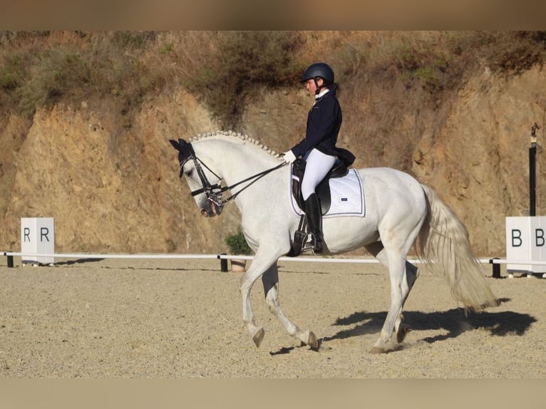 Andalou Hongre 17 Ans 171 cm Gris in Marbella